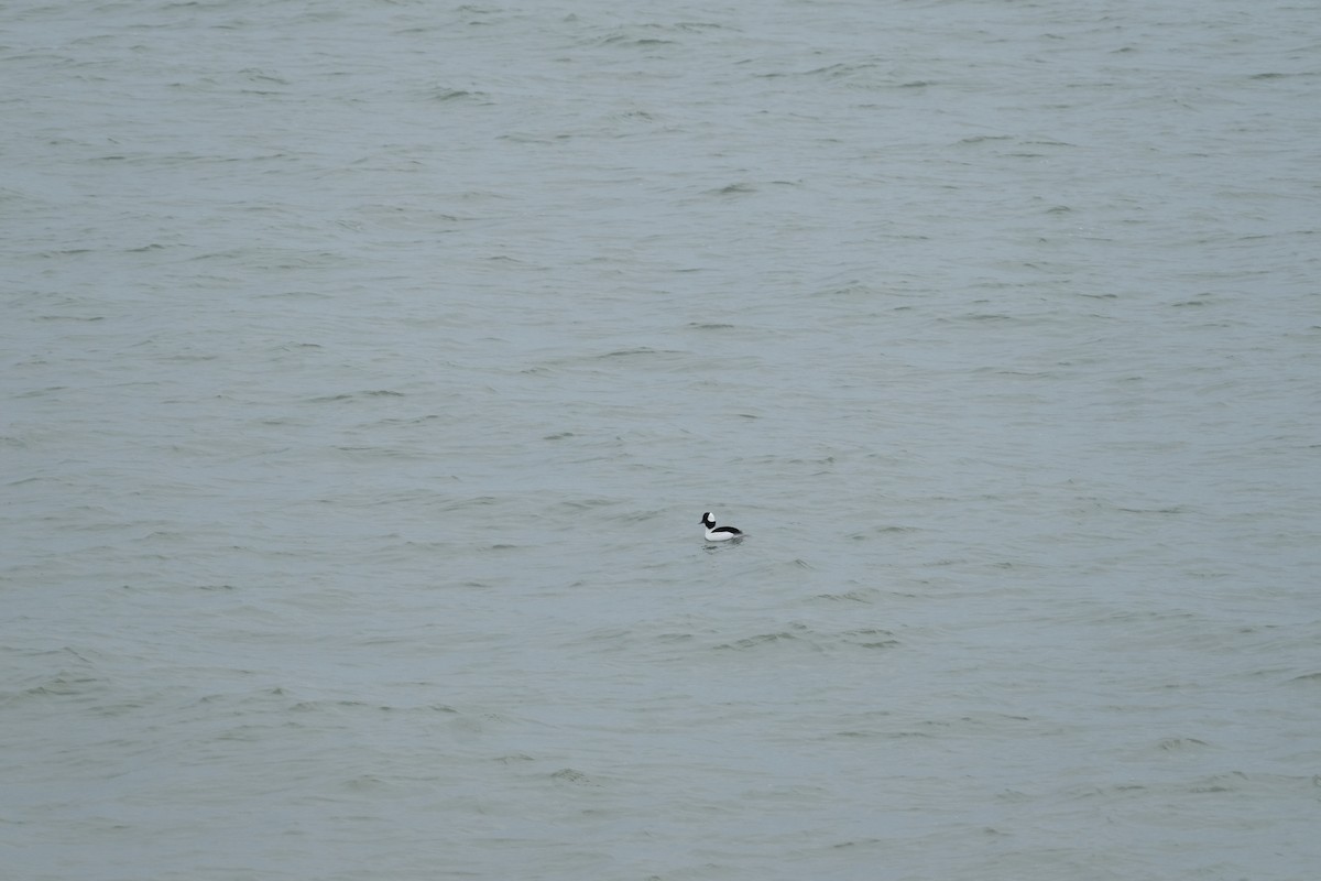 Bufflehead - ML647588918