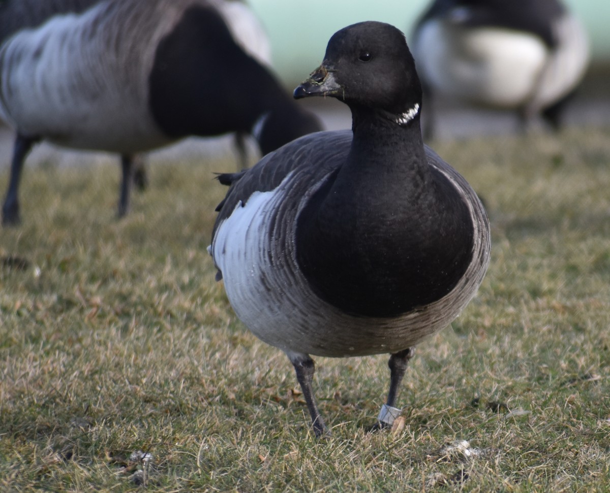Brant (Pale-bellied) - ML647588919