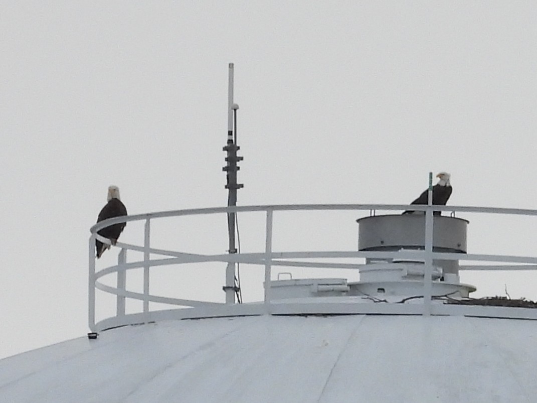 Bald Eagle - ML647588920