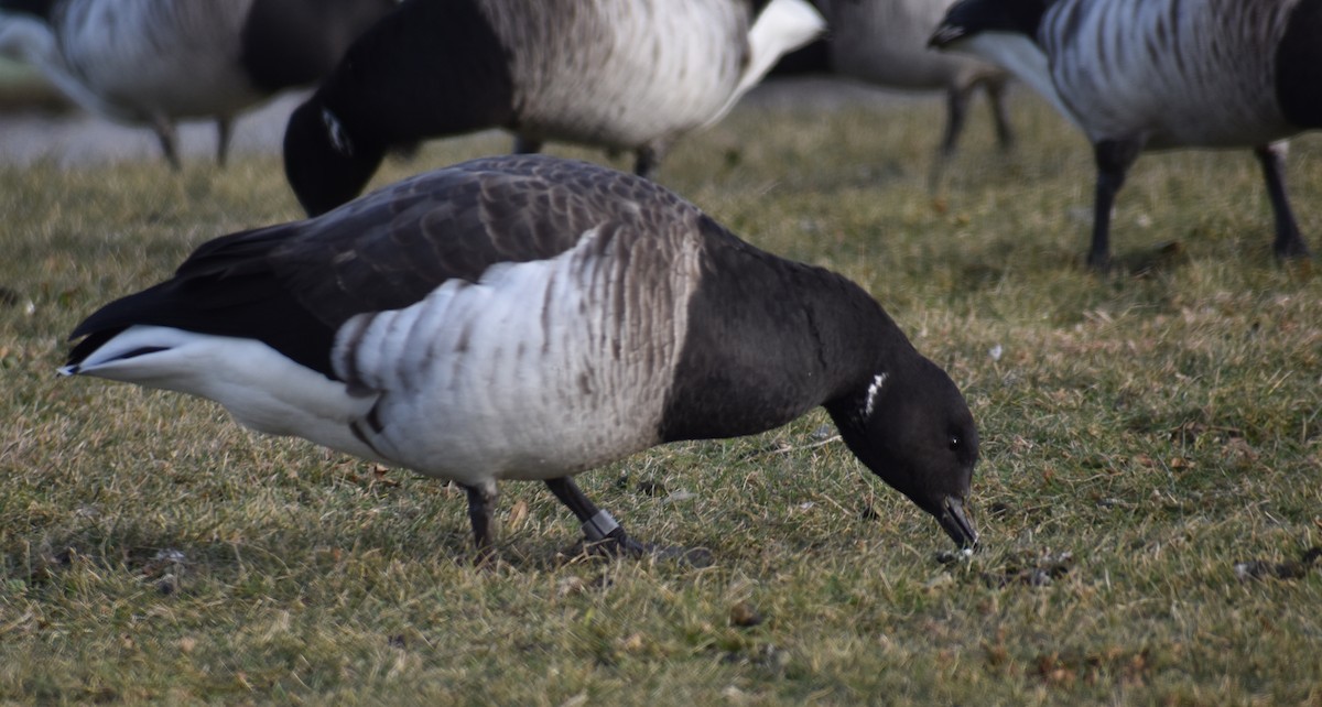 Brant (Pale-bellied) - ML647588921