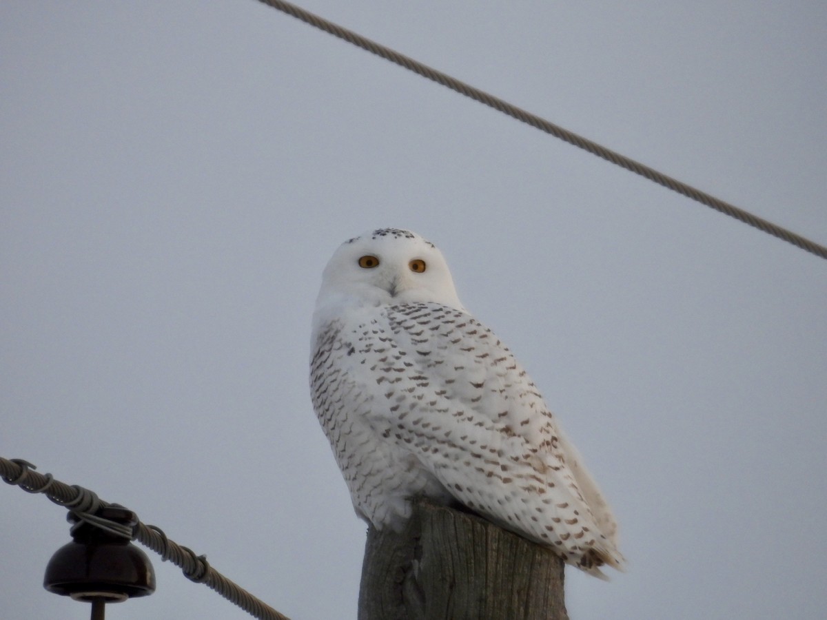 Snowy Owl - ML647588923