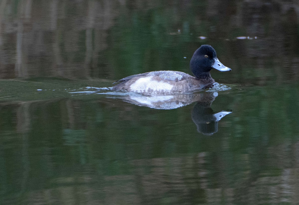 Lesser Scaup - ML647588924