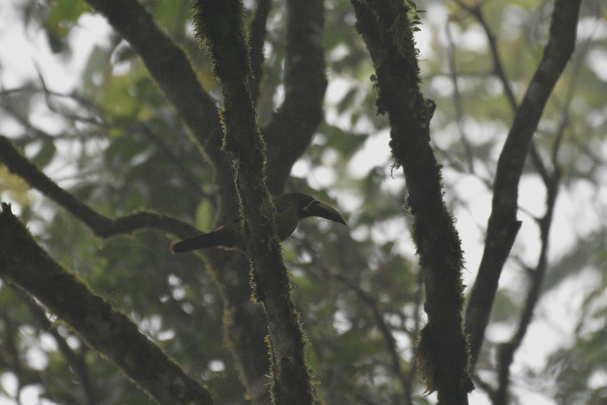 Northern Emerald-Toucanet - ML647588926