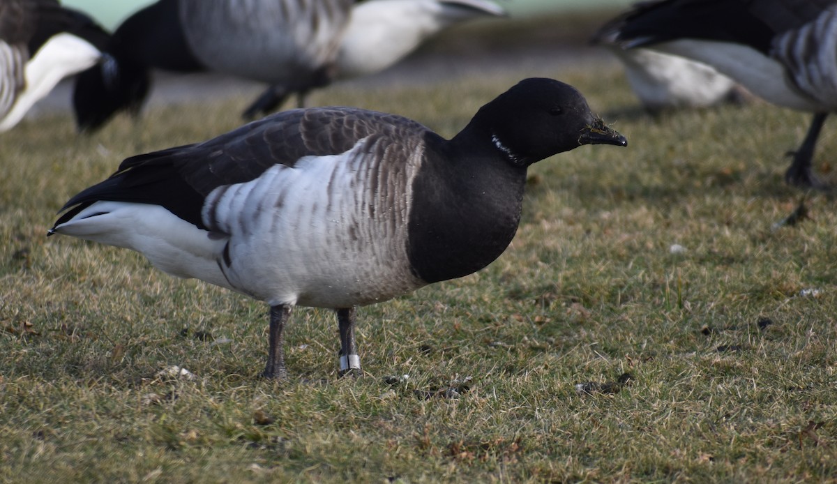 Brant (Pale-bellied) - ML647588927