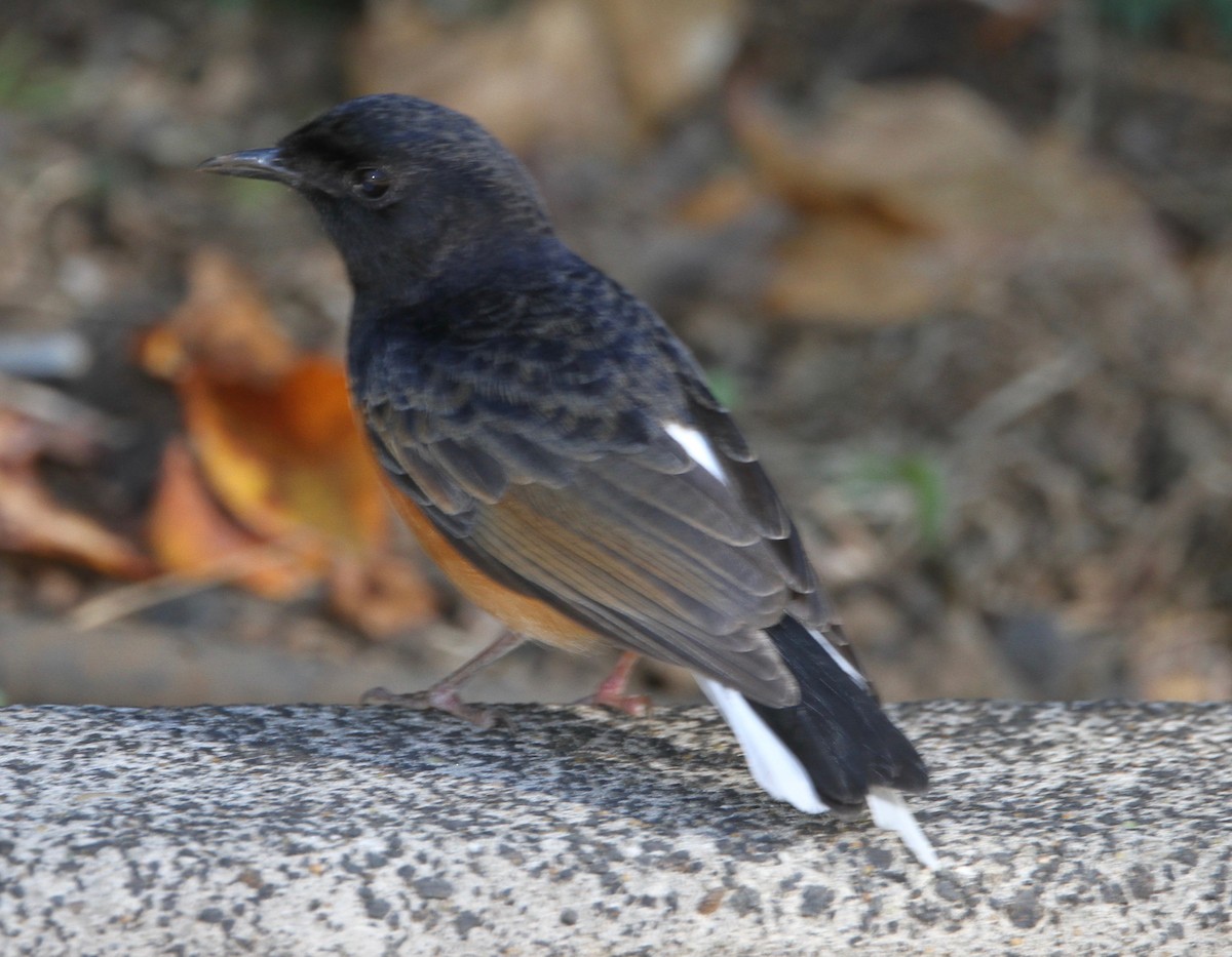 White-rumped Shama - ML647588928