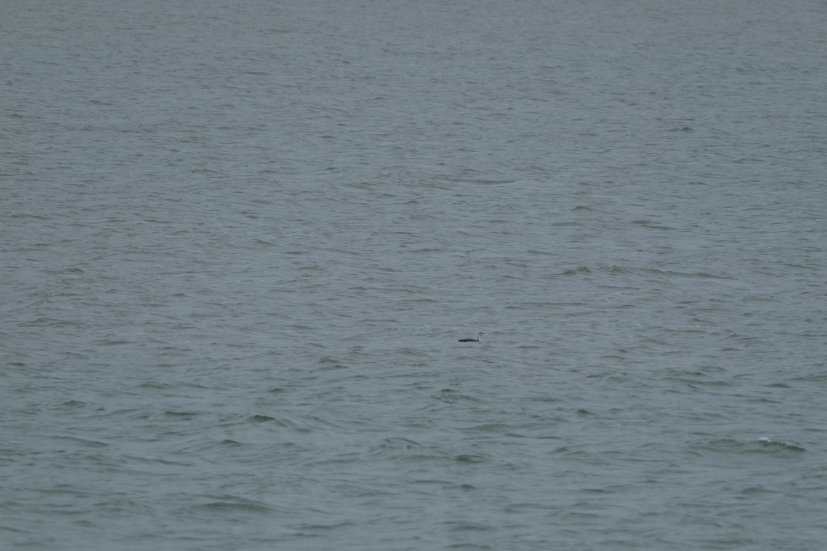 Eared Grebe - ML647588930