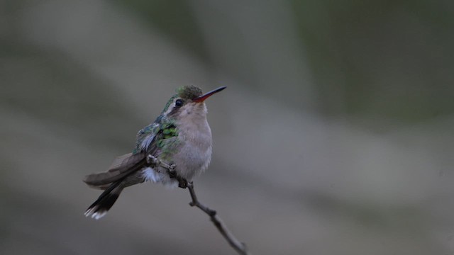 Вилохвостый изумруд - ML647588931