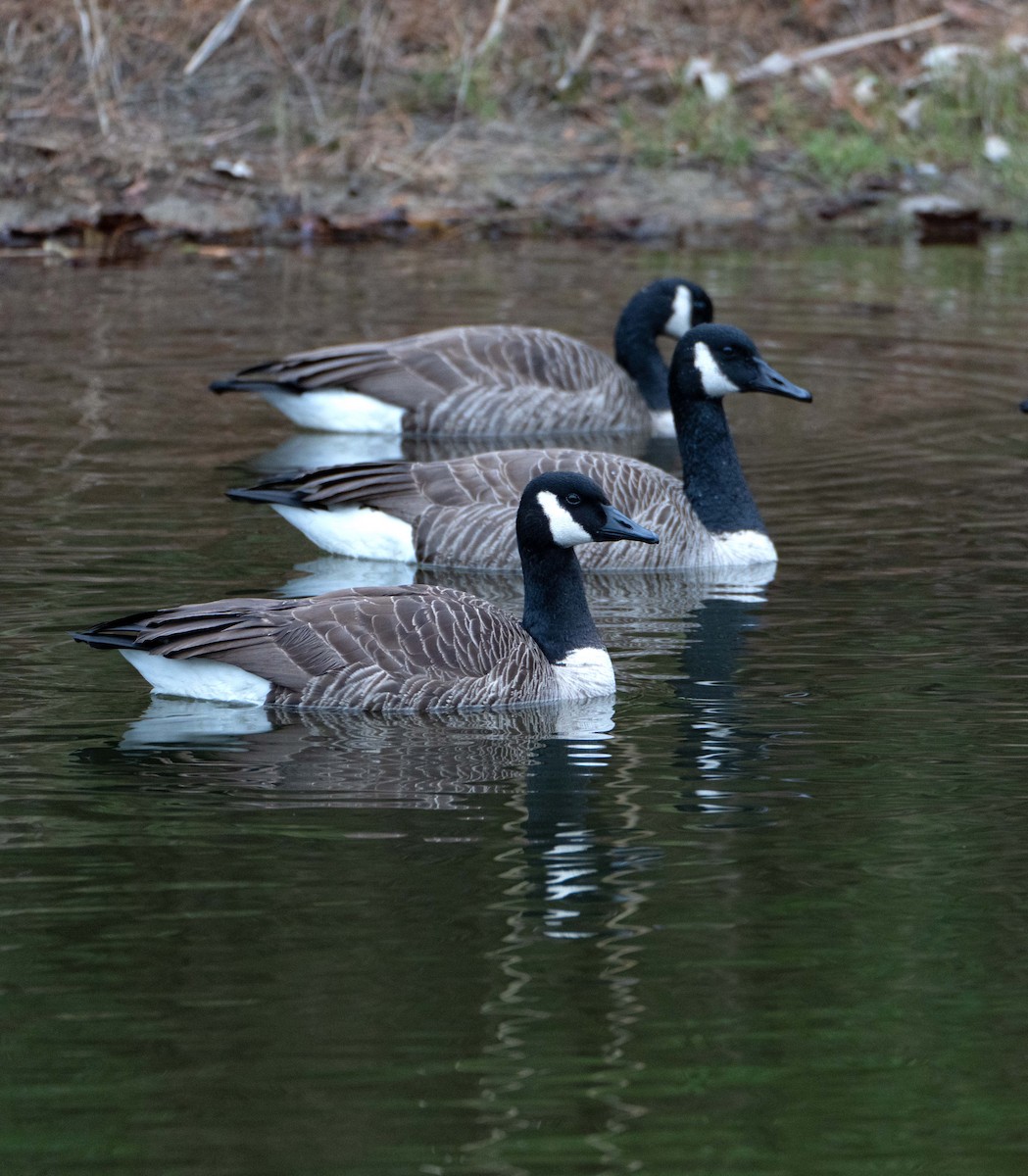 Canada Goose - ML647588937