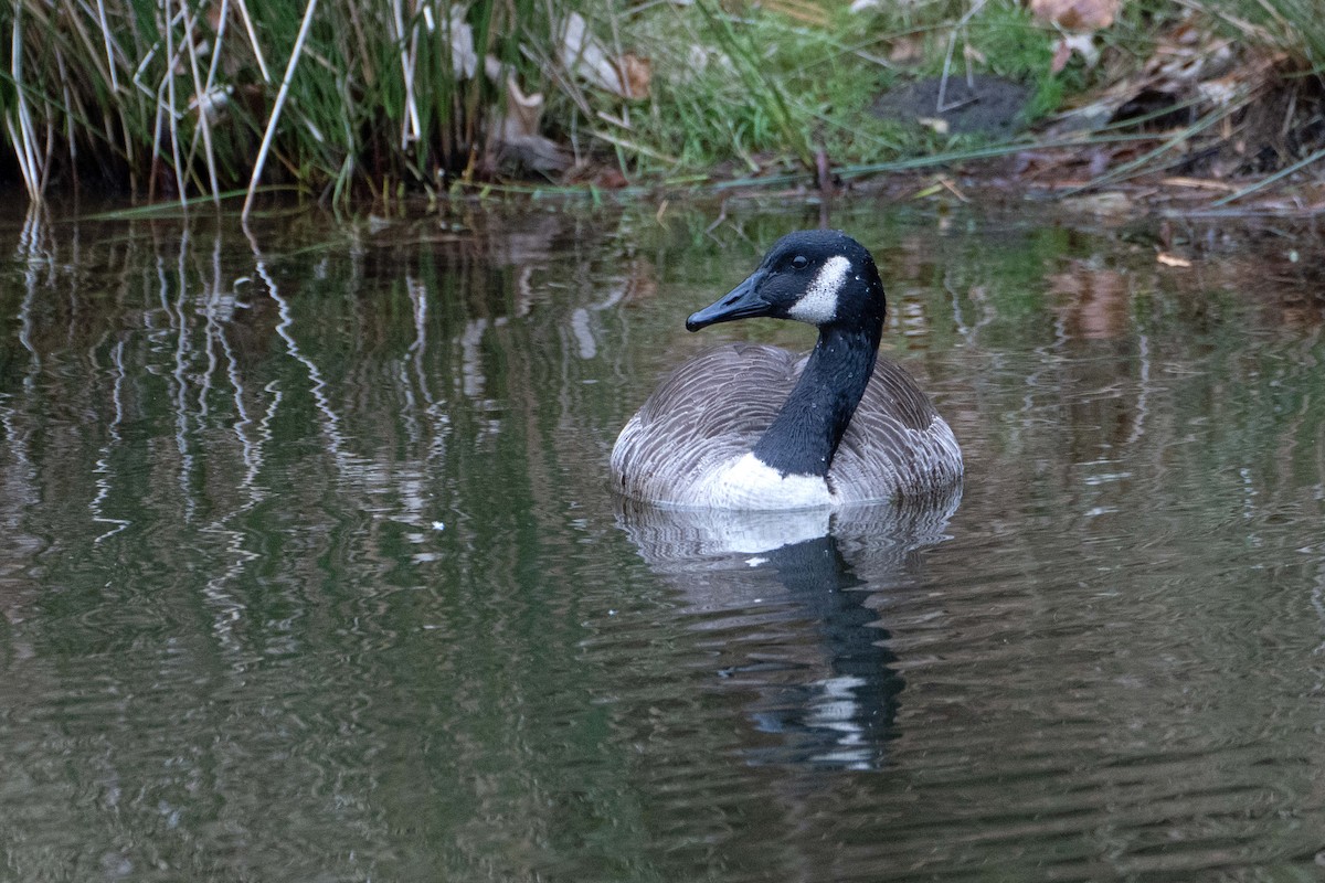 Canada Goose - ML647588938