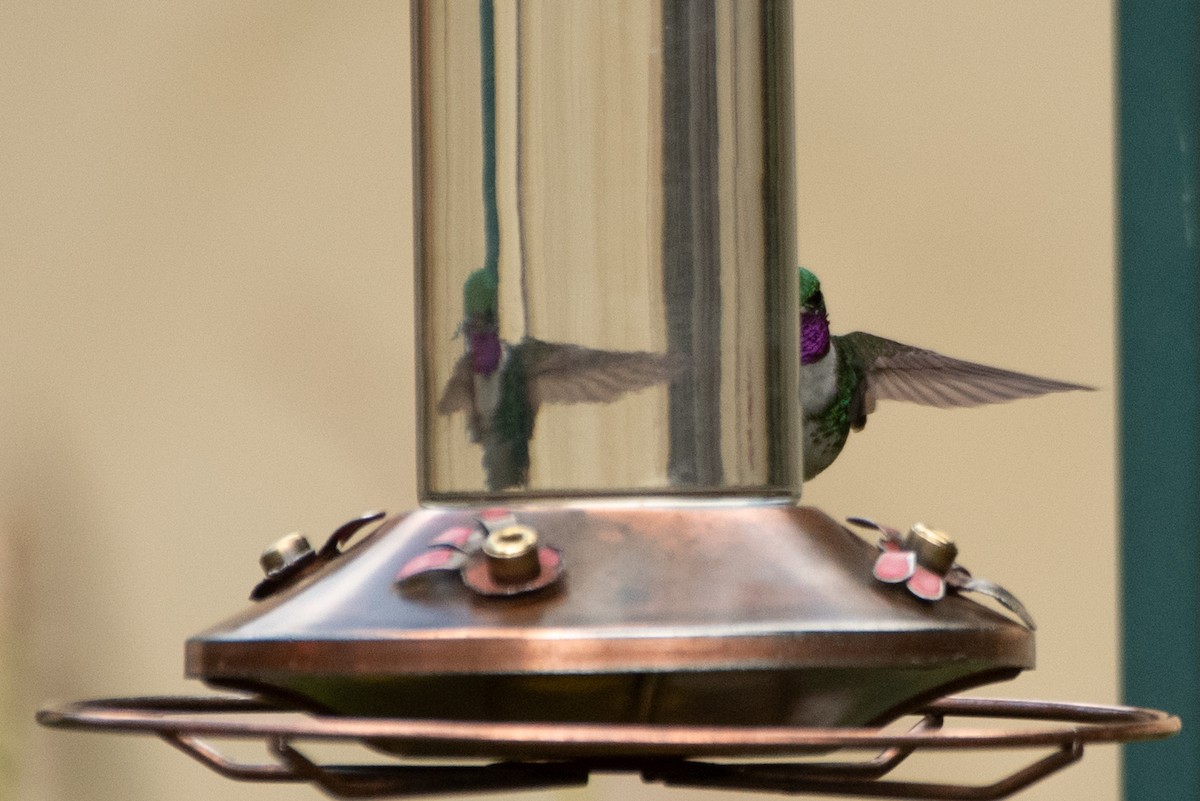 White-bellied Woodstar - ML647588939