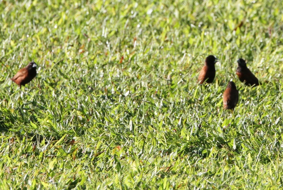 Kestane Rengi Munya - ML647588945