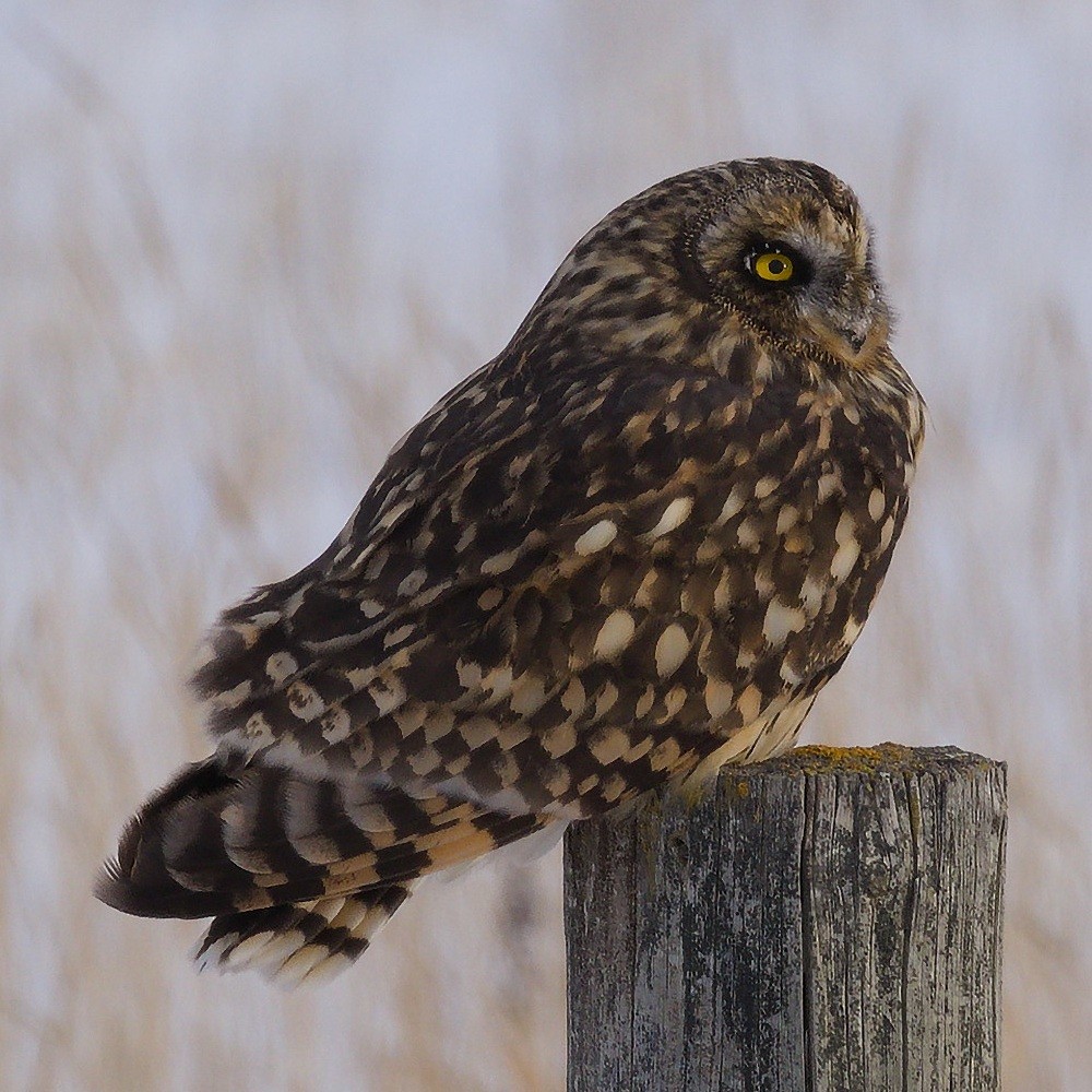Short-eared Owl - ML647588956