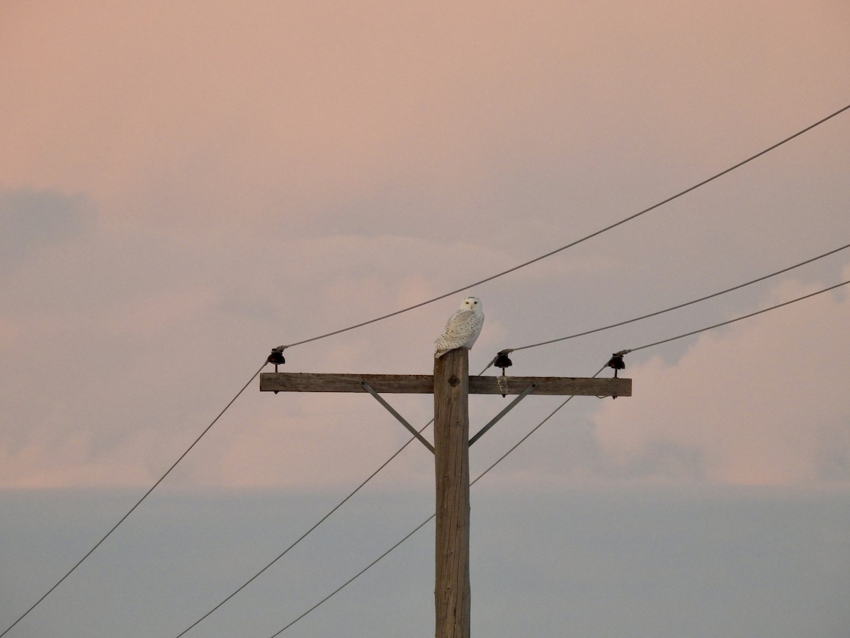 Snowy Owl - ML647588960
