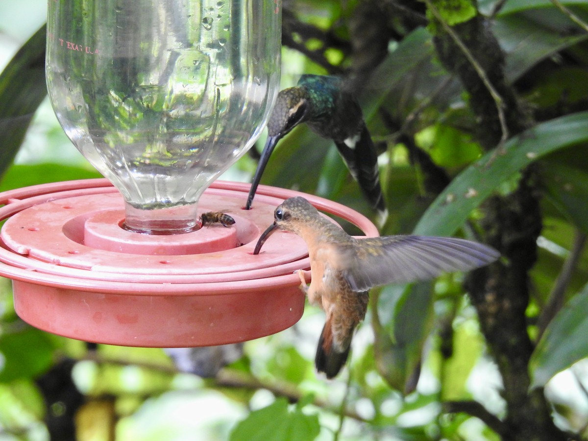 Bronzy Hermit - ML647588962