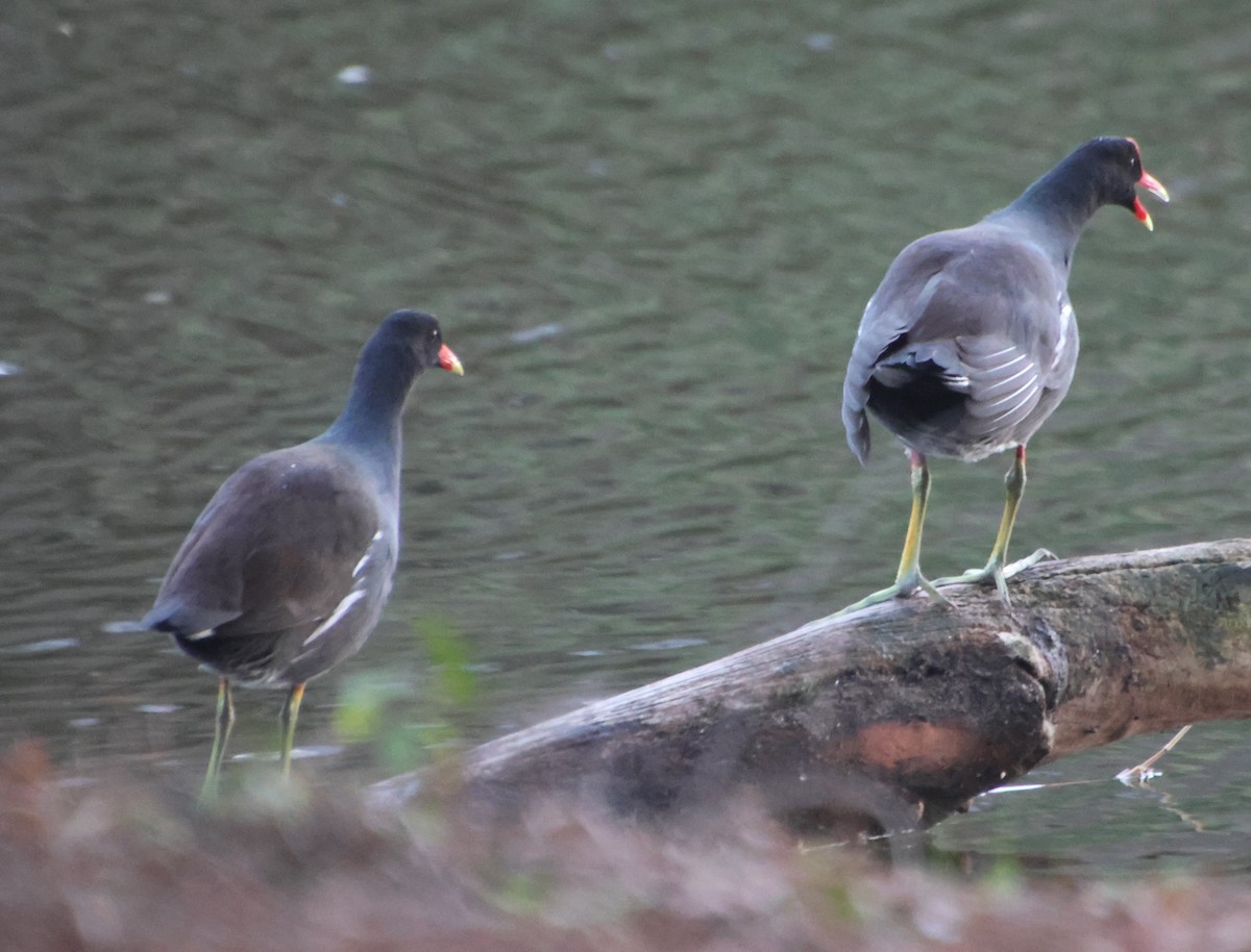 slípka americká - ML647588965