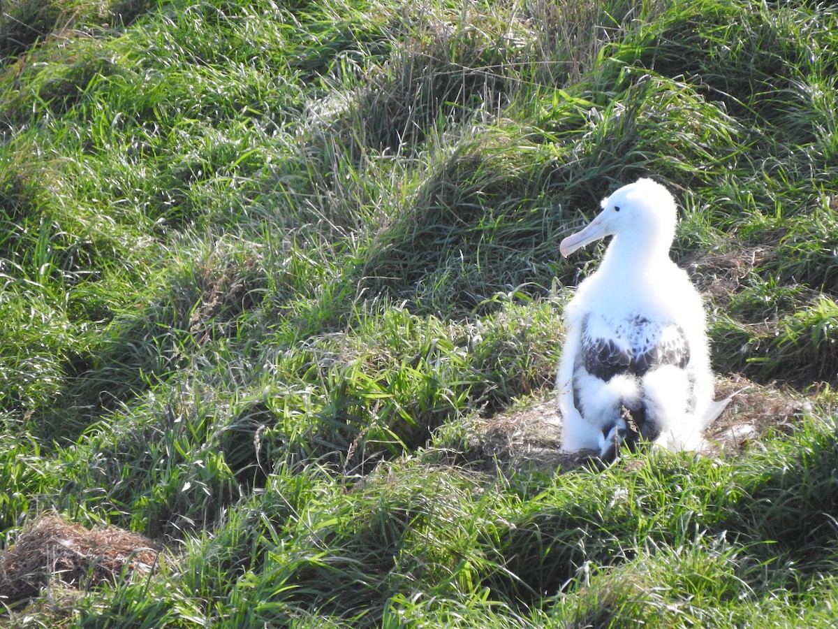 Альбатрос королівський північний - ML647588966