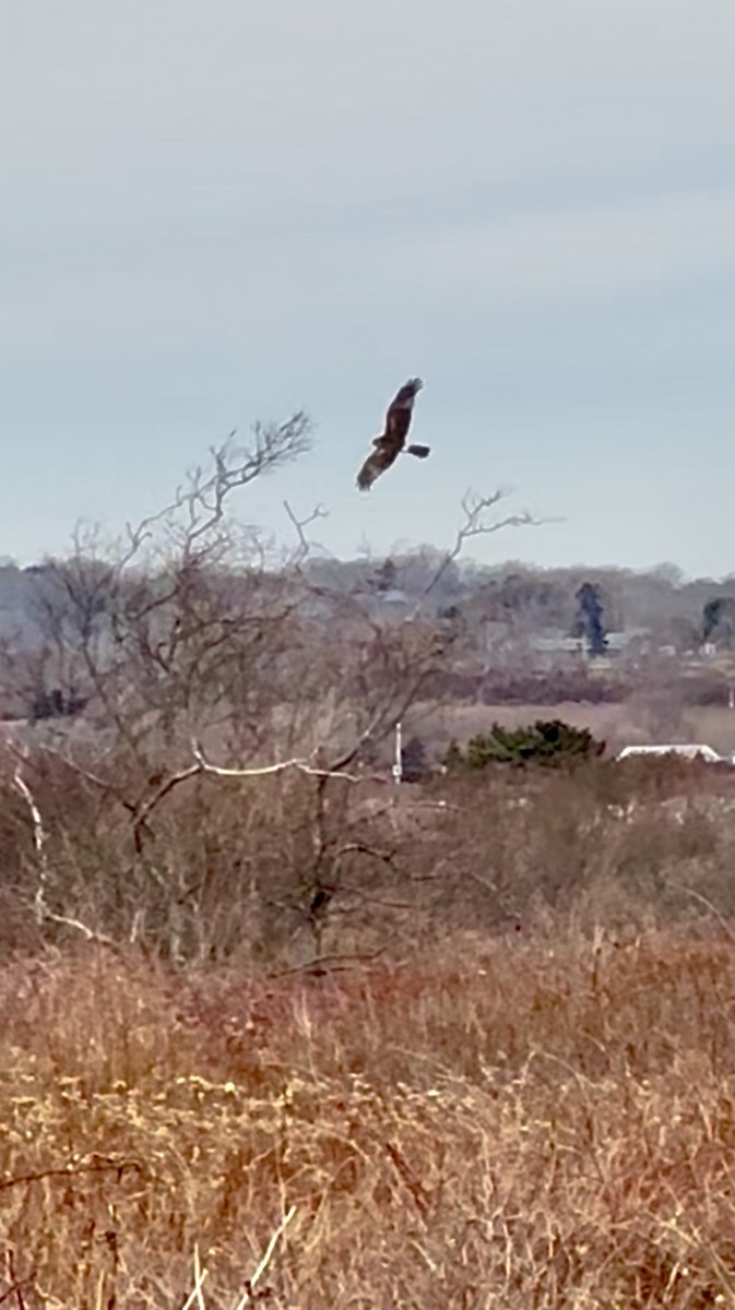 moták severoamerický - ML647588981