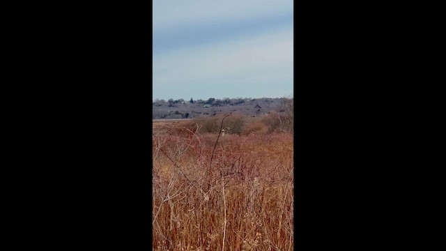 Американский лунь - ML647588982