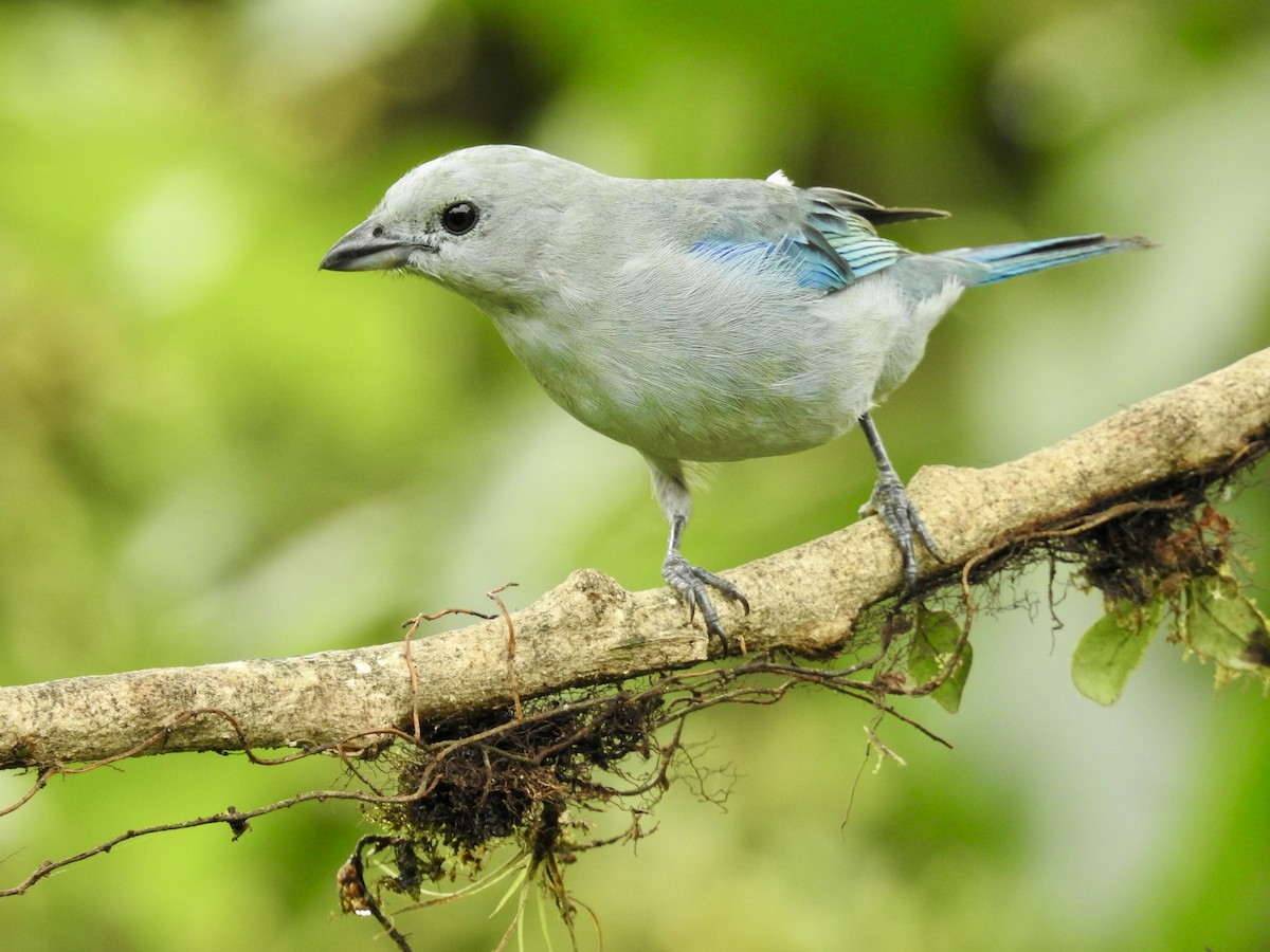 Blue-gray Tanager - ML647588999