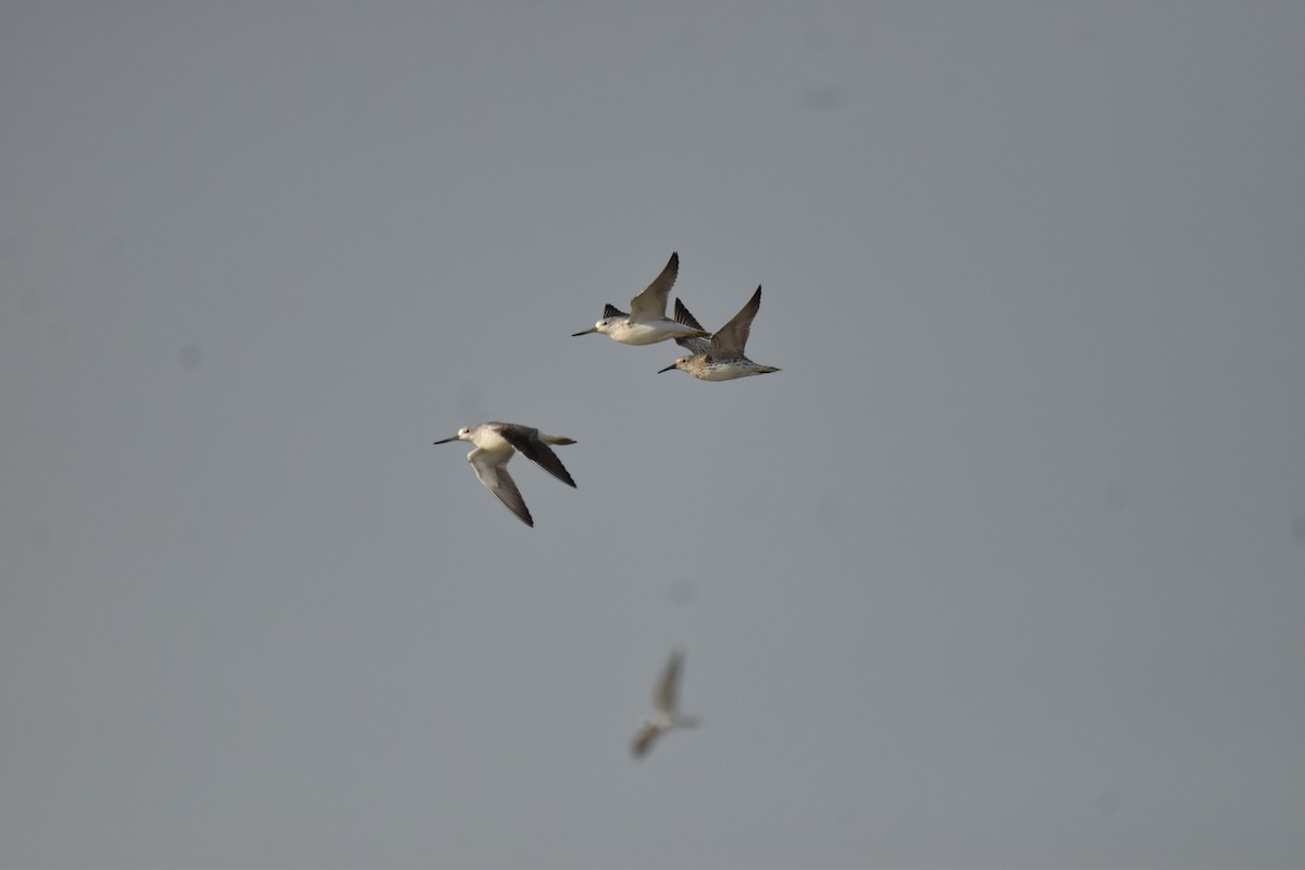 Nordmann's Greenshank - ML647589001