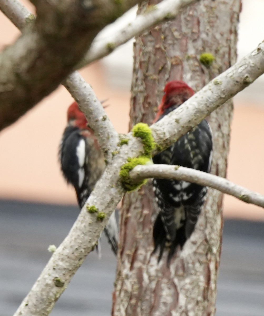 Red-breasted Sapsucker - ML647589004