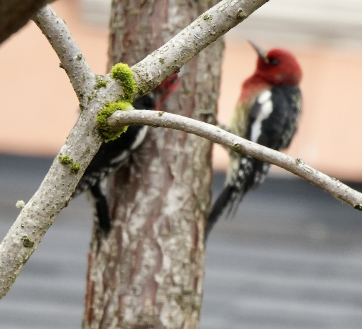 Red-breasted Sapsucker - ML647589005