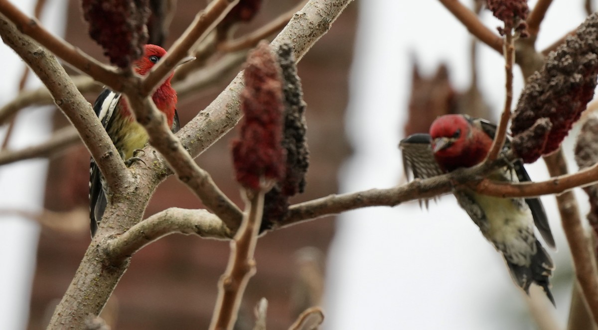 Red-breasted Sapsucker - ML647589006