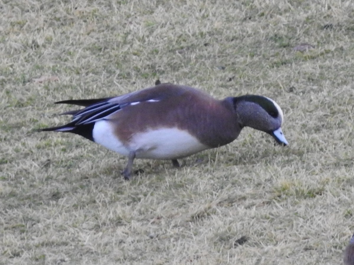 American Wigeon - ML647589007