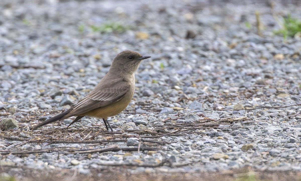 Say's Phoebe - ML647589008