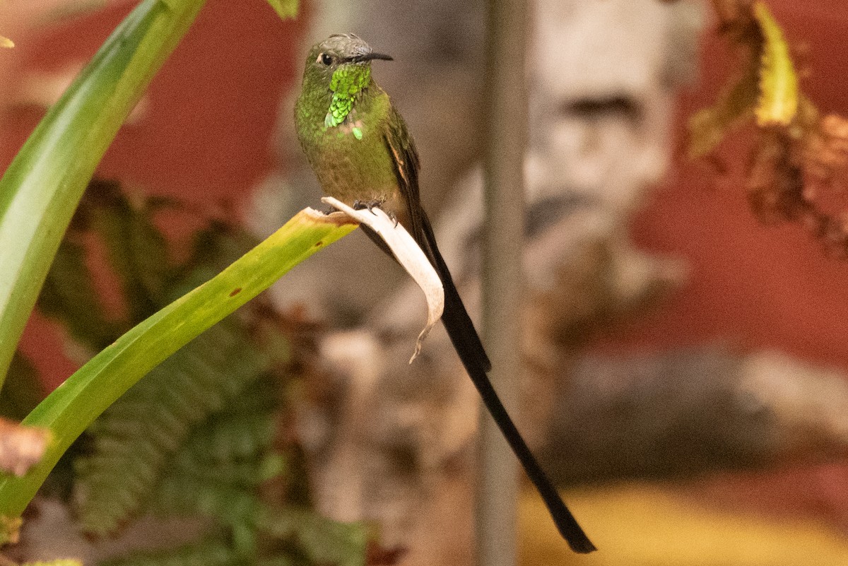 Black-tailed Trainbearer - ML647589010