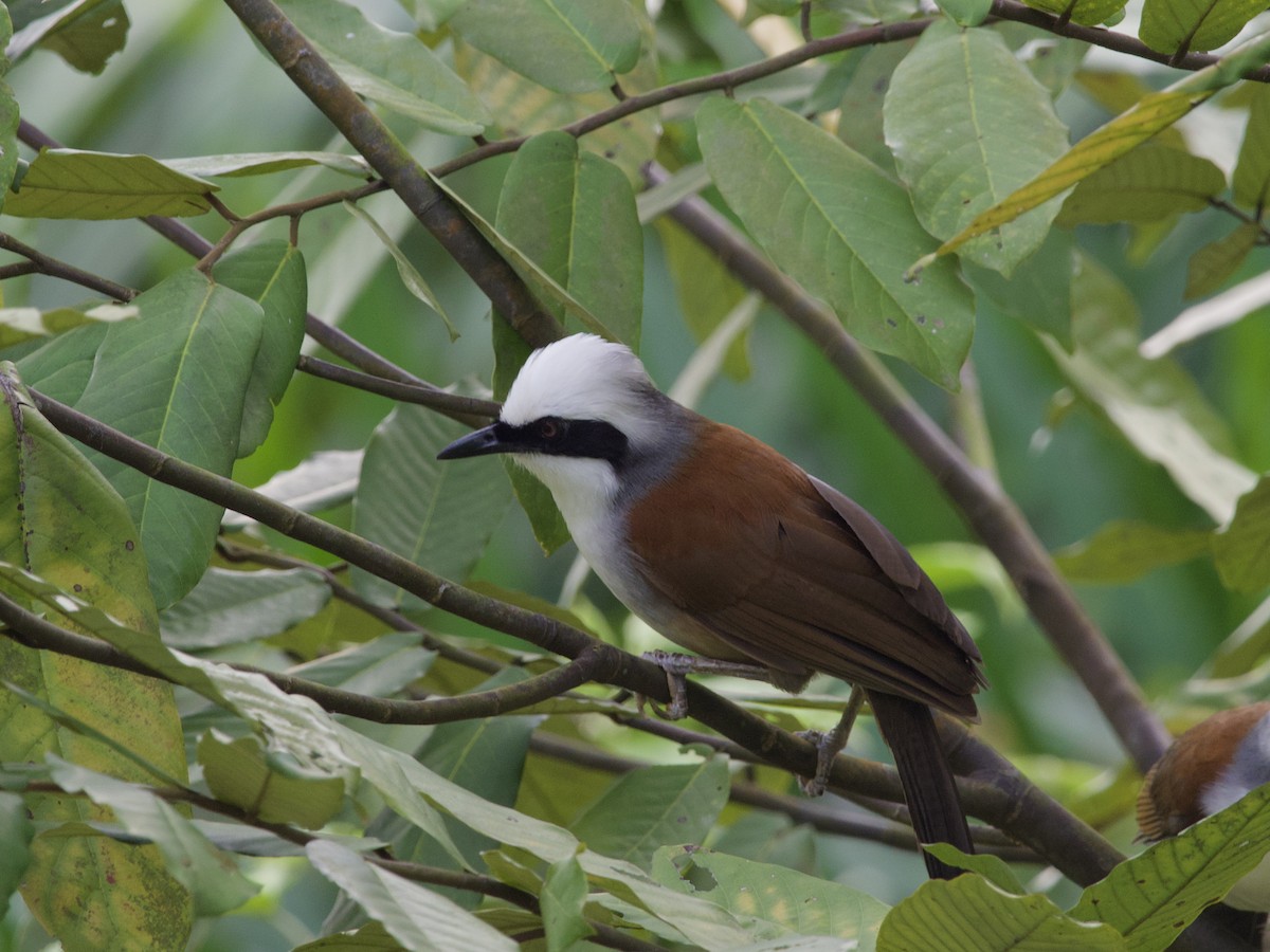 White-crested Laughingthrush - ML647589012