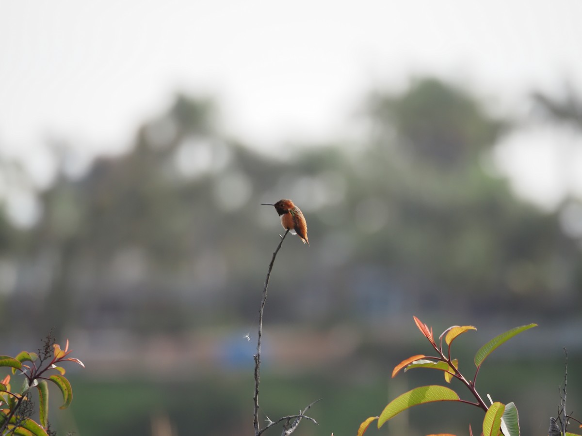 Allen's Hummingbird - ML647589013