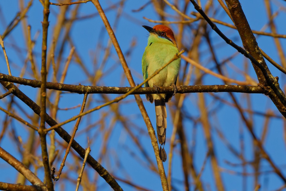 Russet-crowned Motmot - ML647589014