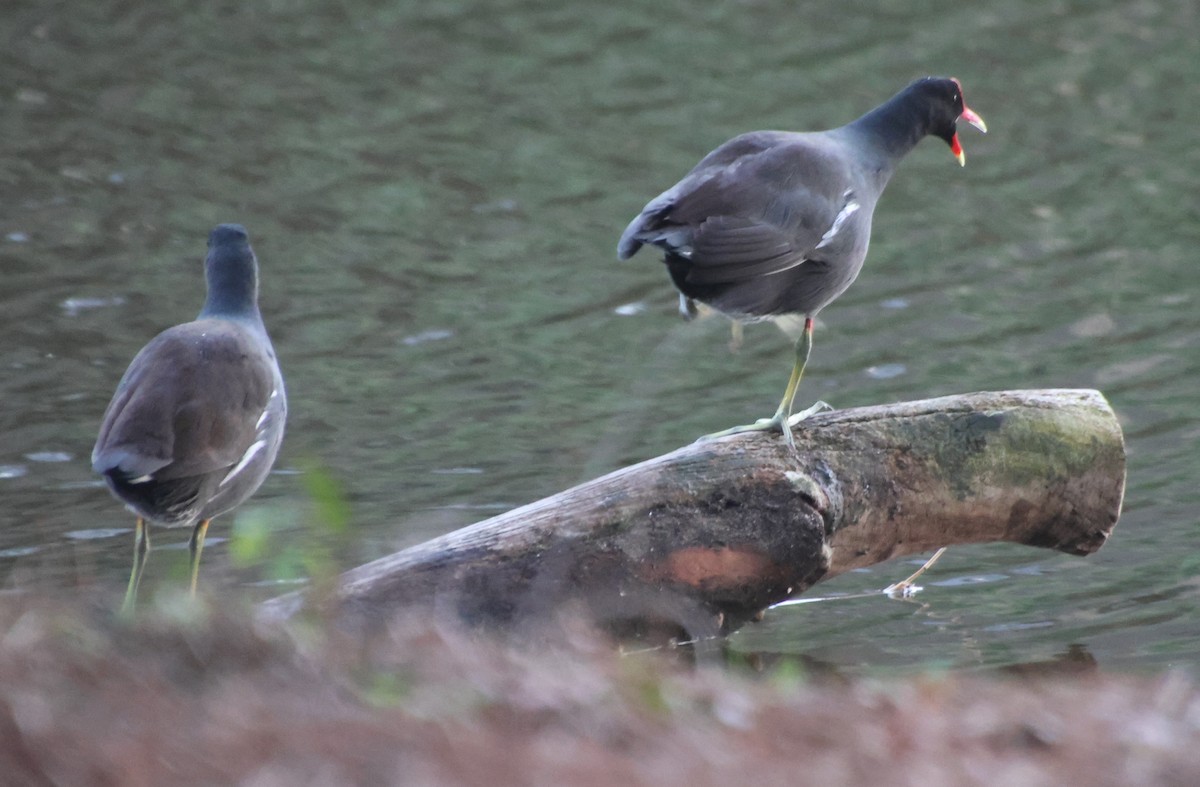 slípka americká - ML647589015