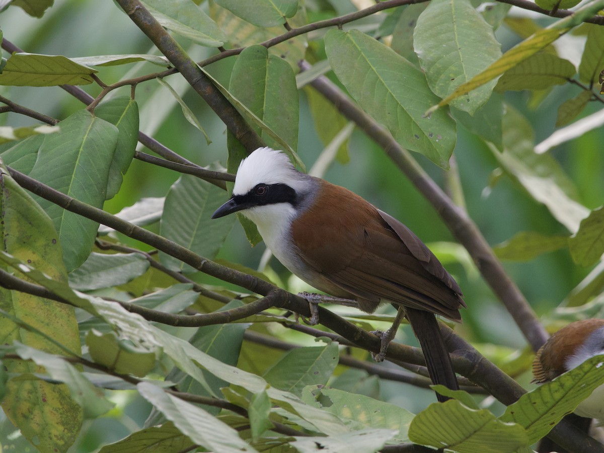 White-crested Laughingthrush - ML647589016