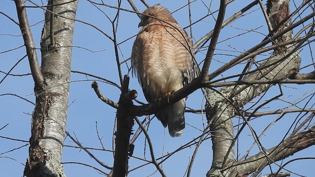 Red-shouldered Hawk - ML647589018