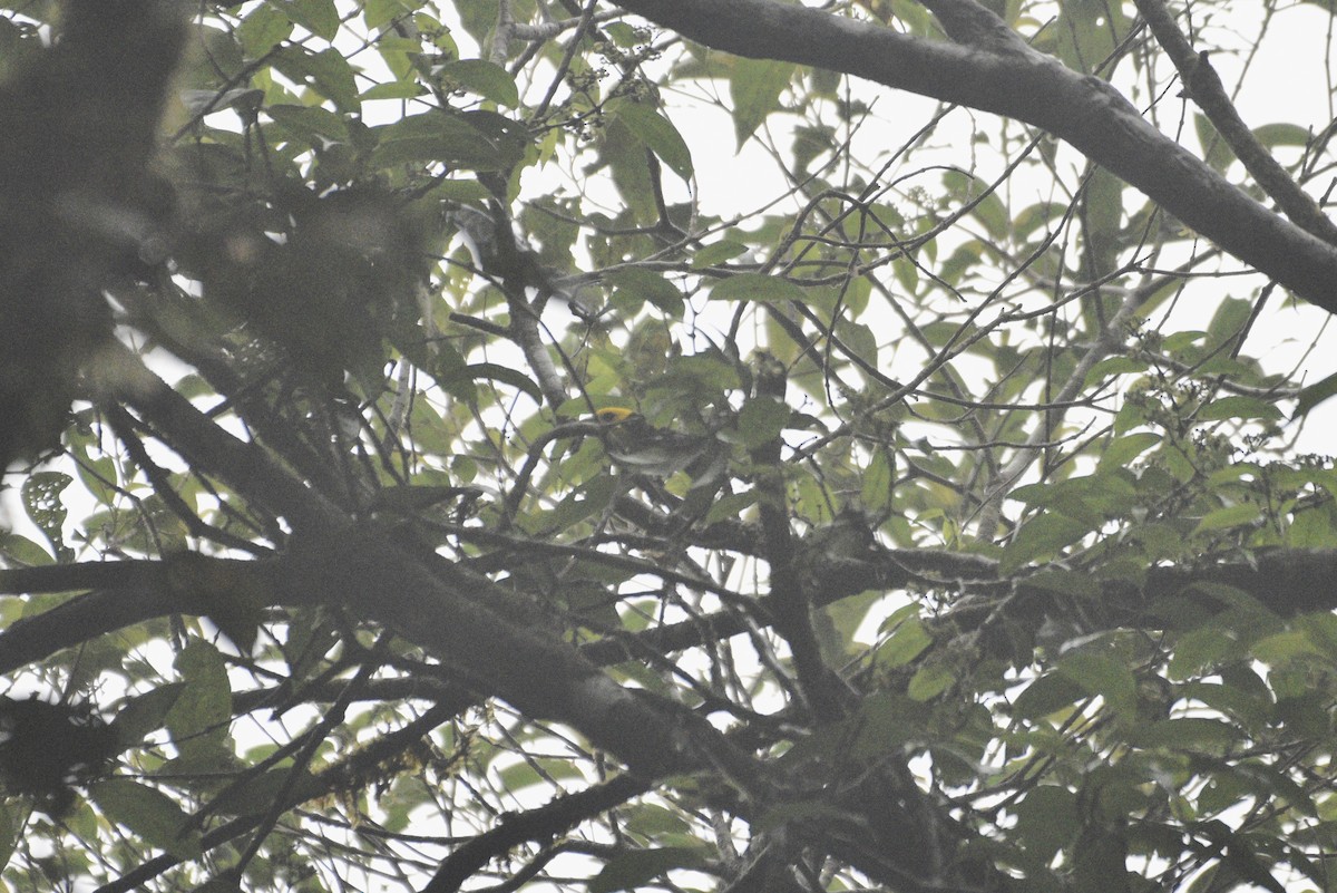 Black-and-yellow Tanager - ML647589019