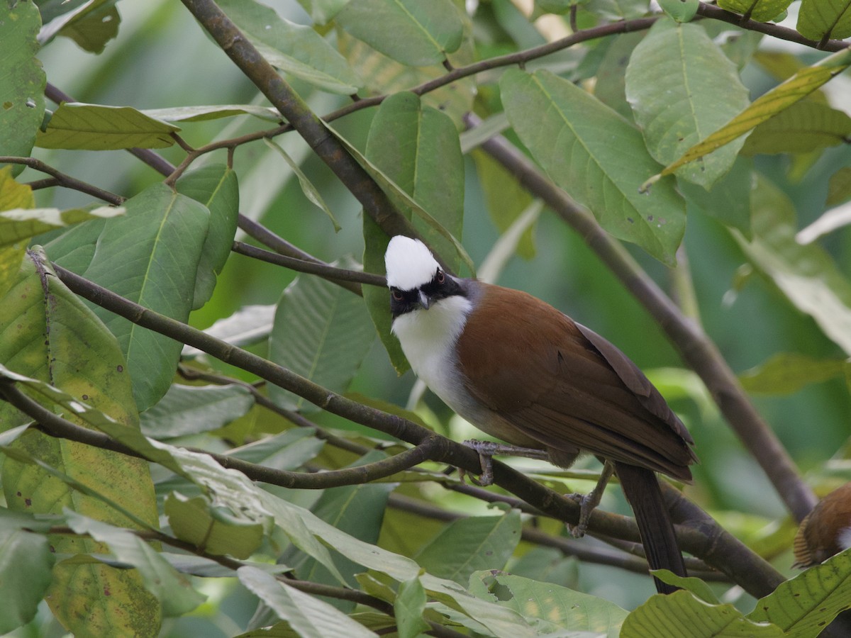 White-crested Laughingthrush - ML647589021