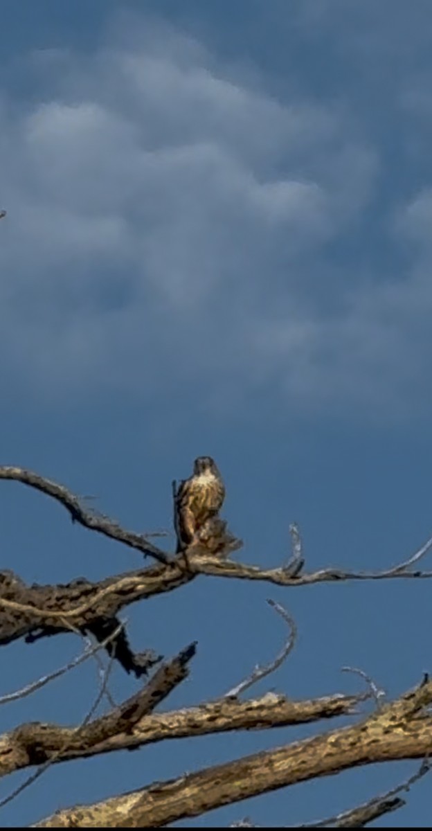 Merlin - ML647589022