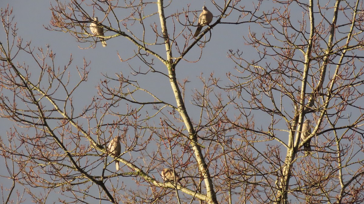 Eurasian Collared-Dove - ML647589023