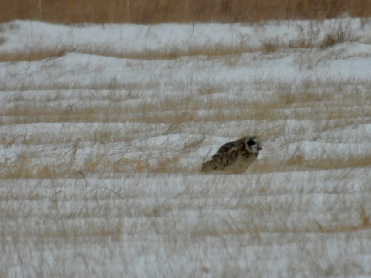 Short-eared Owl - ML647589026