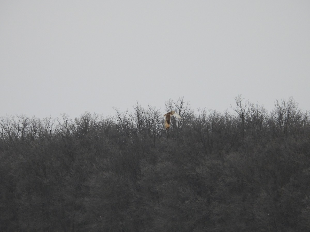 Short-eared Owl - ML647589027