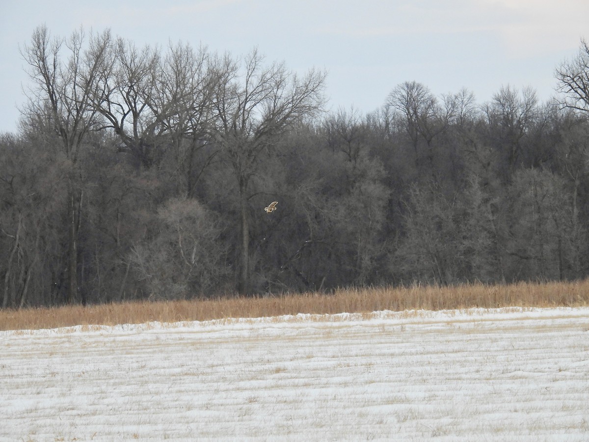 Short-eared Owl - ML647589028