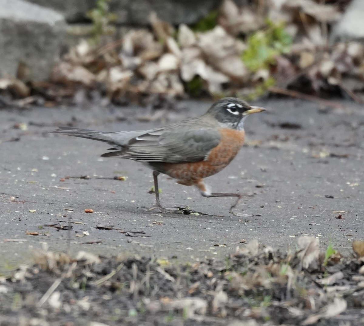 American Robin - ML647589029