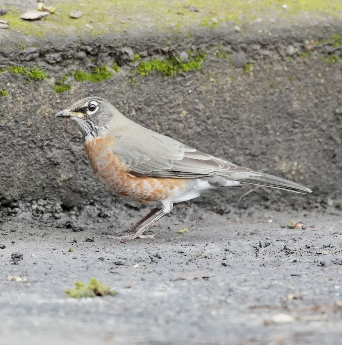 American Robin - ML647589030