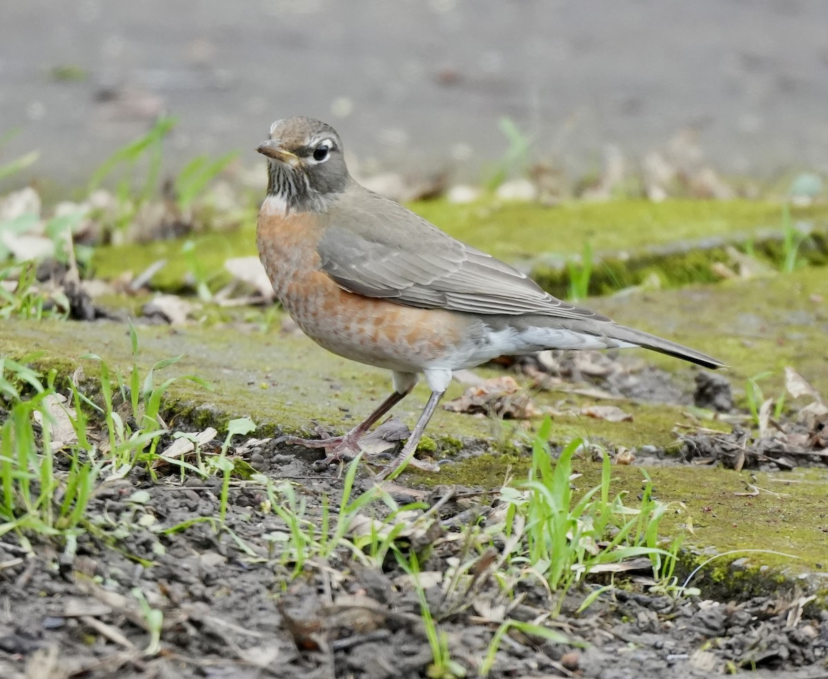 American Robin - ML647589031