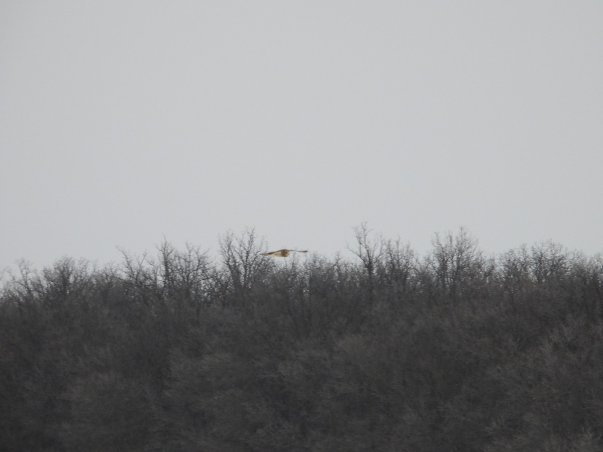 Short-eared Owl - ML647589032