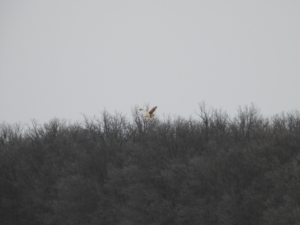 Short-eared Owl - ML647589033