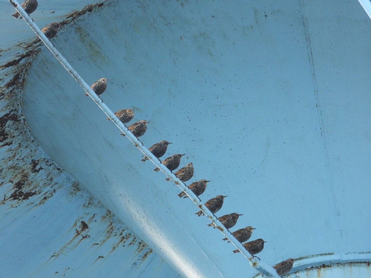 European Starling - ML647589035