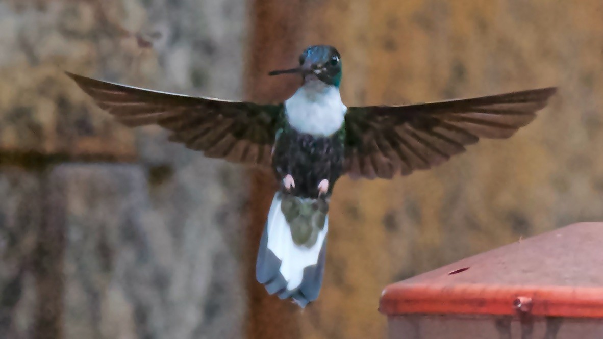 Collared Inca - ML647589039